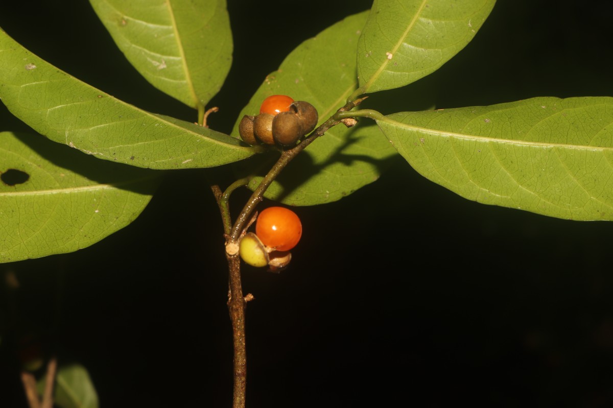 Aporosa lanceolata (Tul.) Thwaites