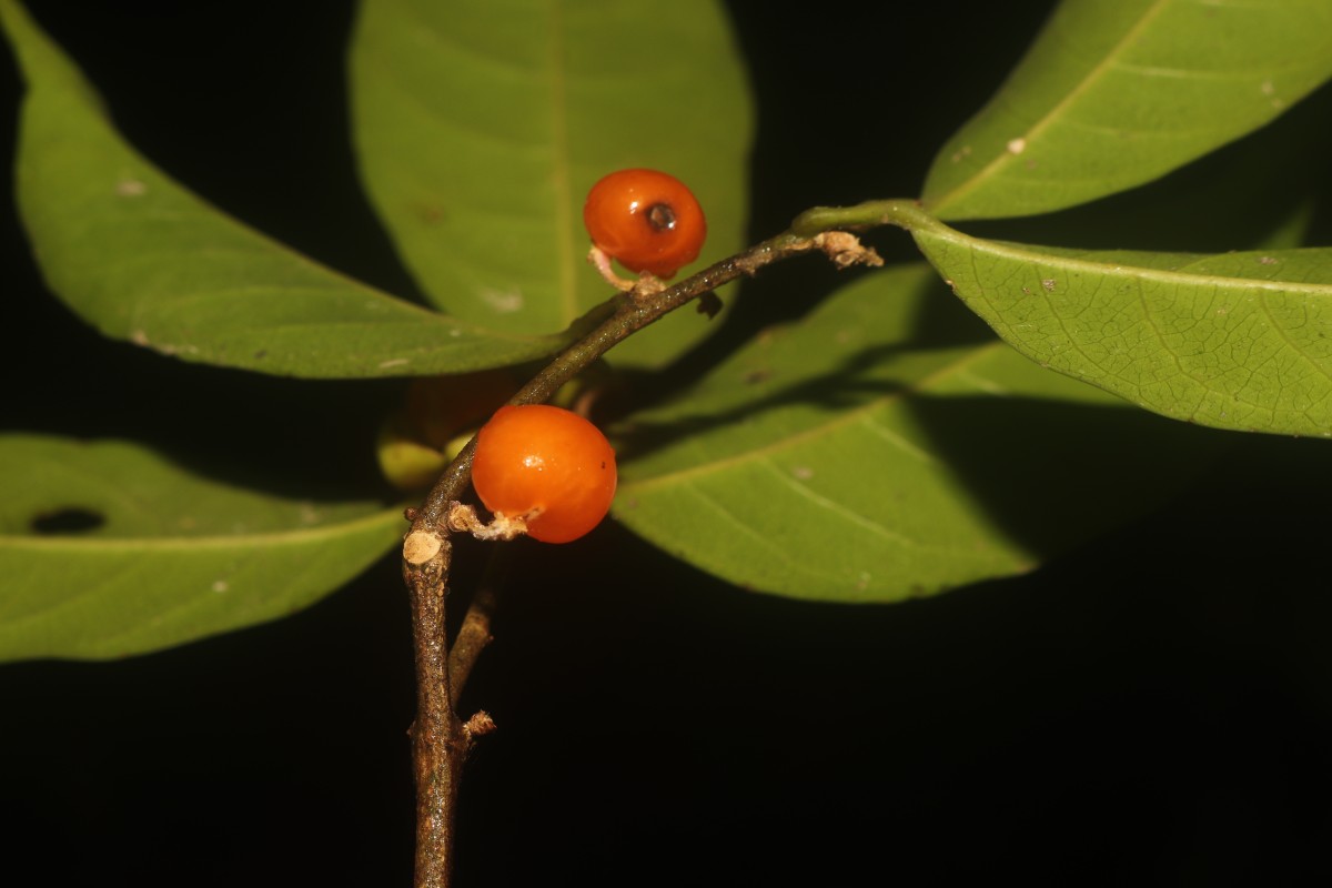 Aporosa lanceolata (Tul.) Thwaites