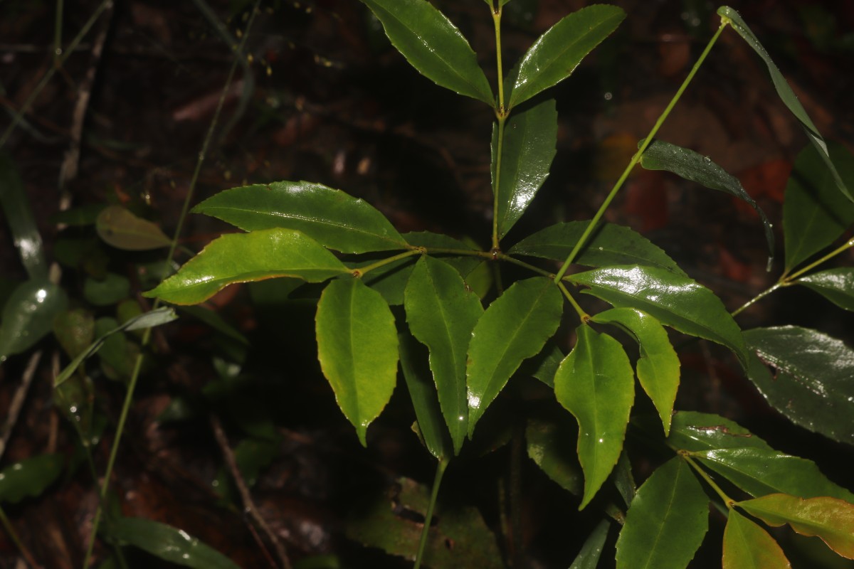 Euonymus walkeri Wight