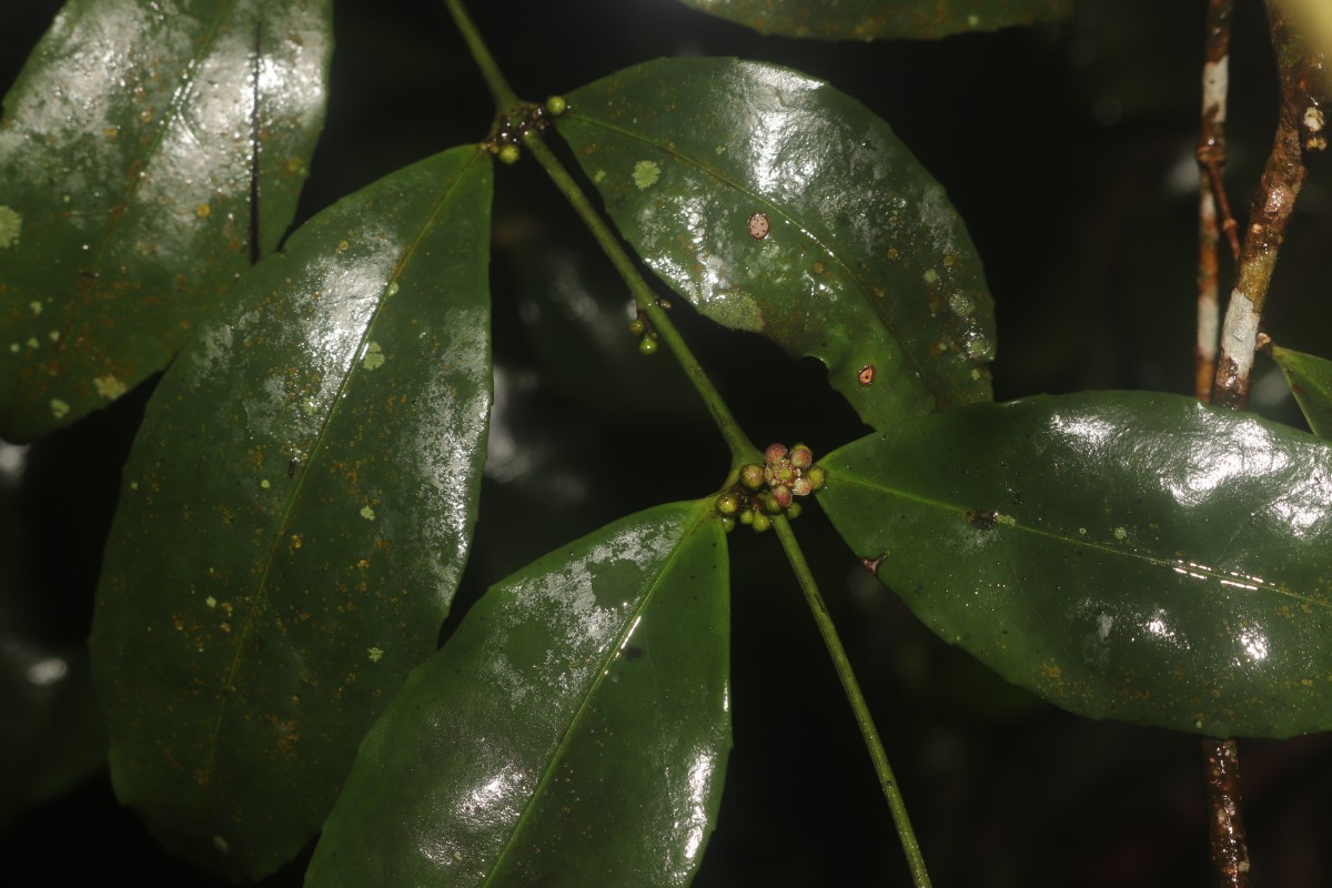 Euonymus walkeri Wight