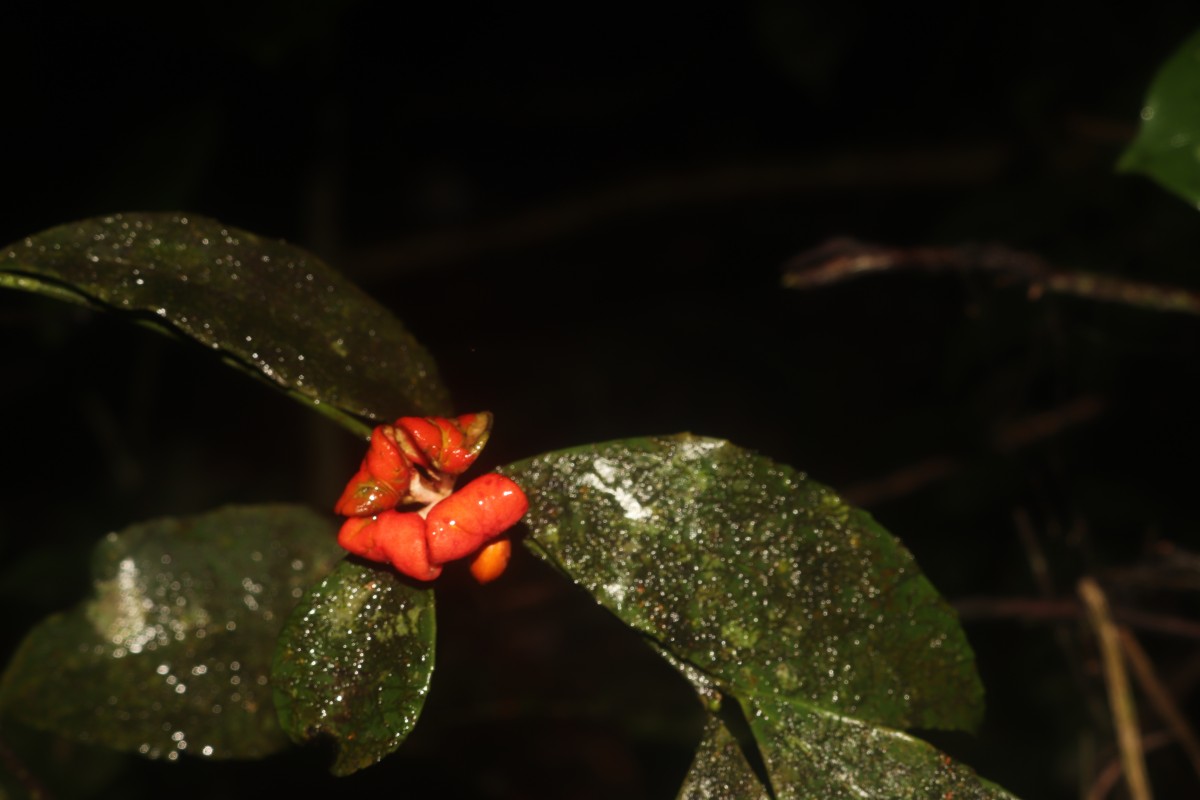 Euonymus walkeri Wight
