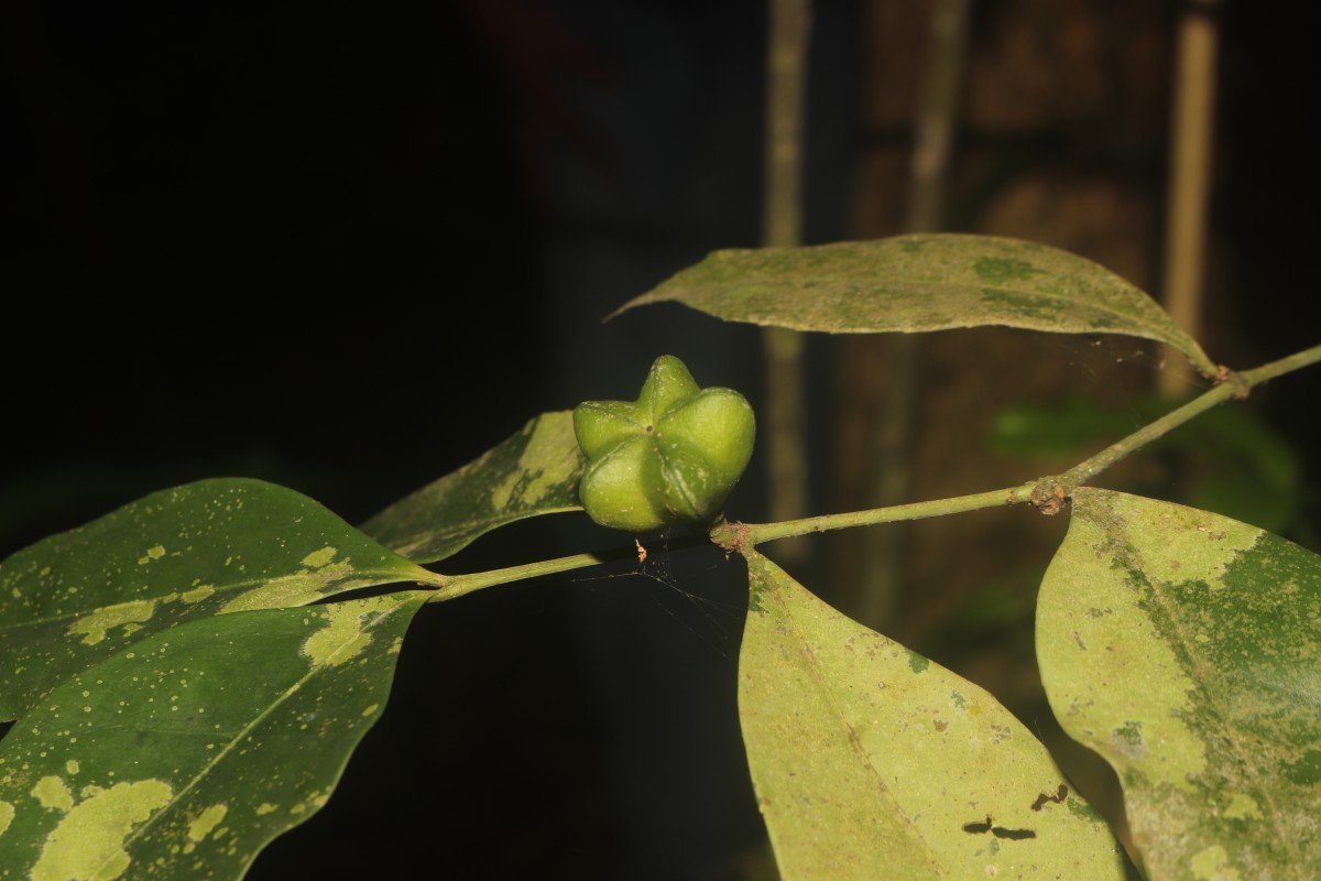 Euonymus walkeri Wight
