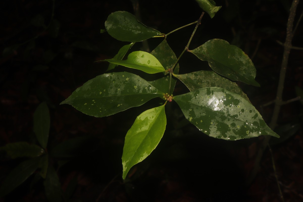 Euonymus walkeri Wight
