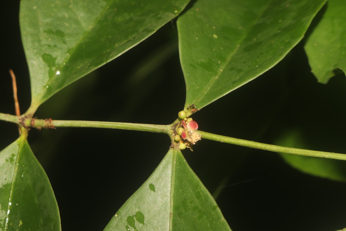 Euonymus walkeri Wight