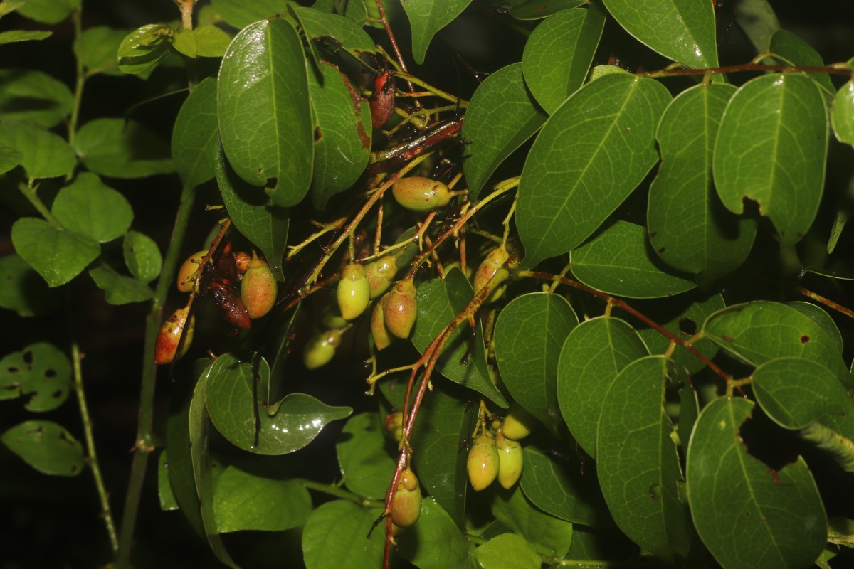 Rourea minor (Gaertn.) Alston