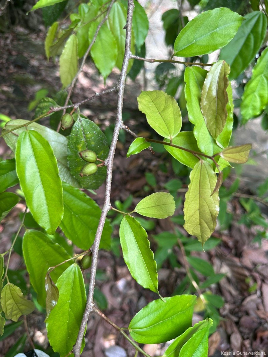 Alangium hexapetalum Lam.