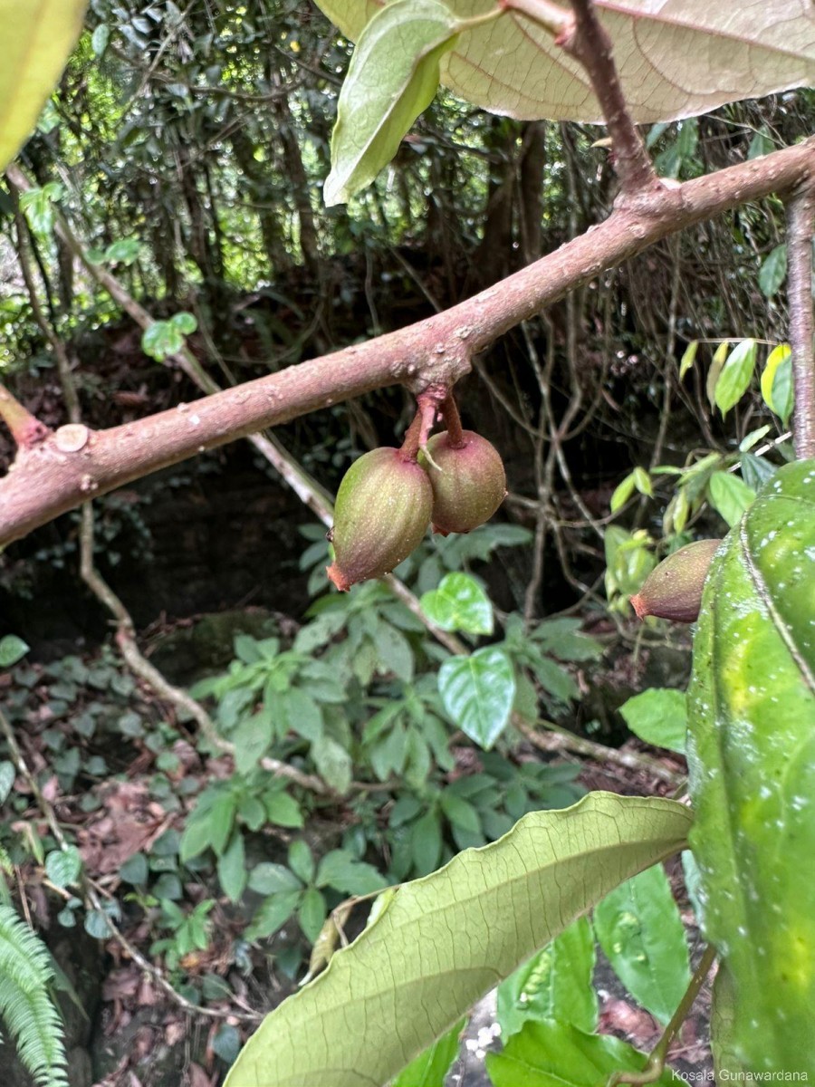 Alangium hexapetalum Lam.