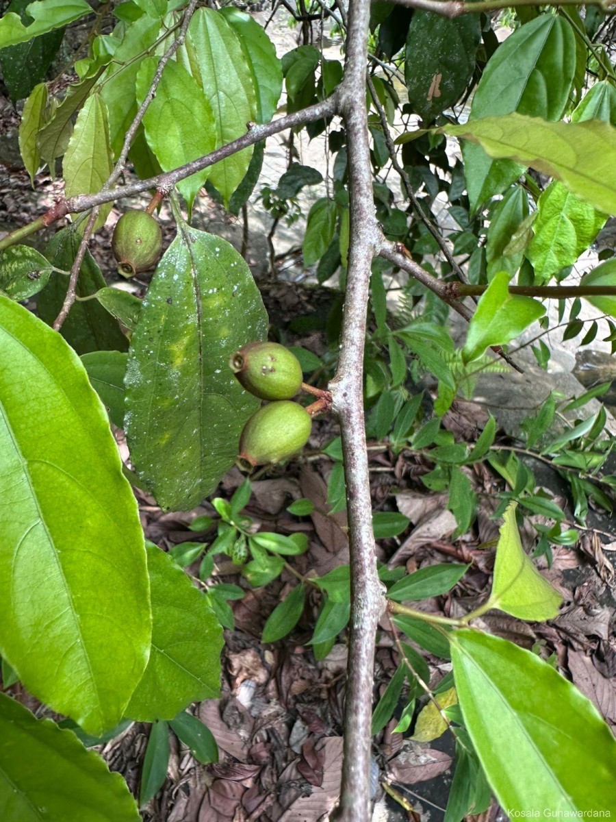 Alangium hexapetalum Lam.