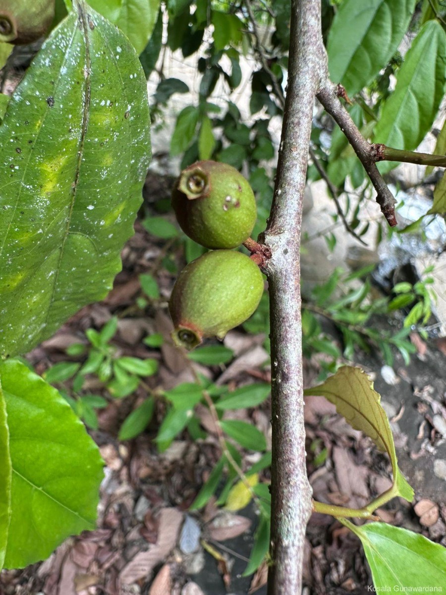 Alangium hexapetalum Lam.