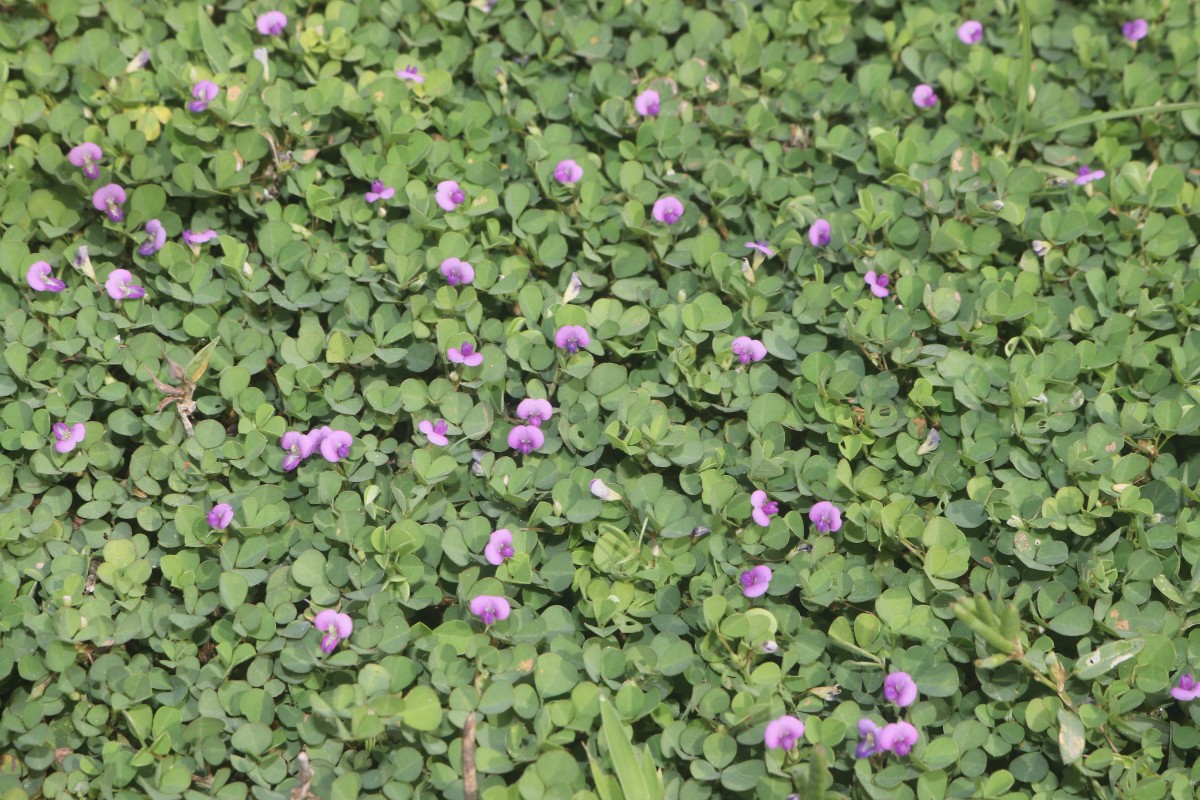 Grona triflora (L.) H.Ohashi & K.Ohashi