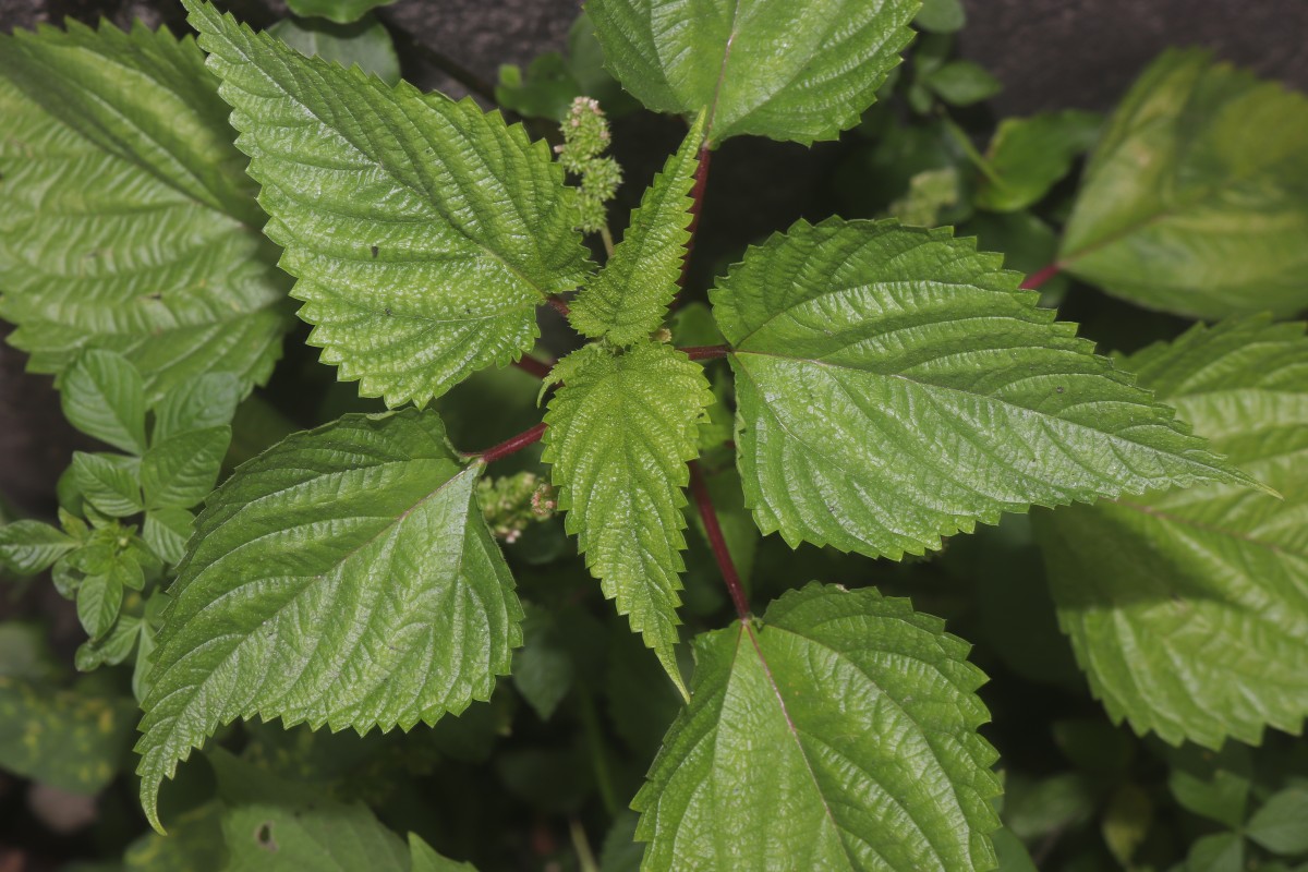 Laportea interrupta (L.) Chew