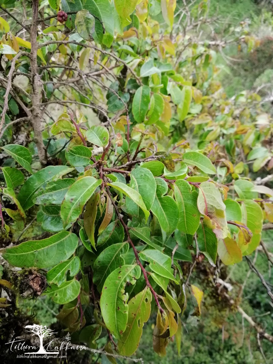 Phyllanthus candolleanus (Wight & Arn.) Chakrab. & N.P.Balakr.