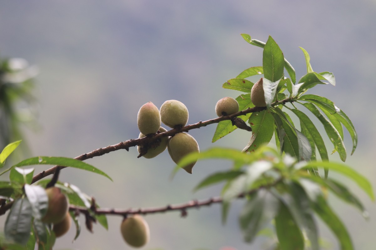 Prunus persica (L.) Batsch