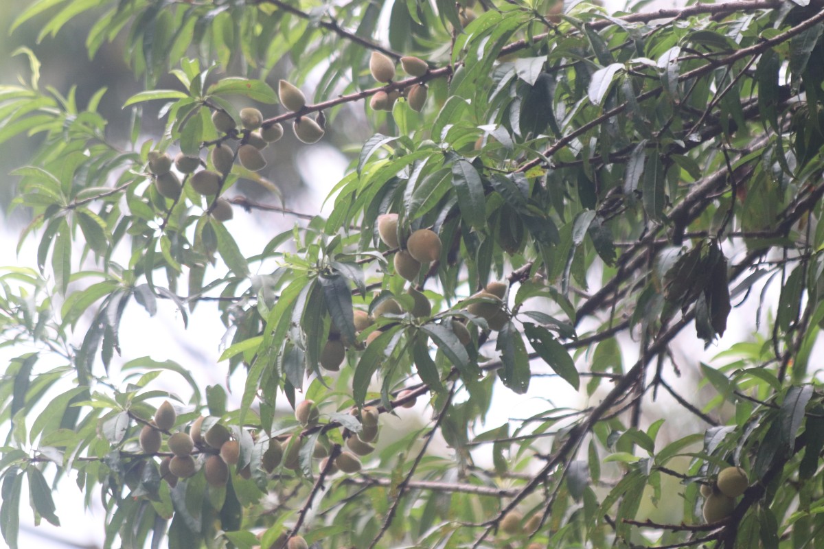 Prunus persica (L.) Batsch
