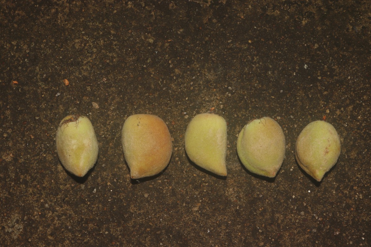 Prunus persica (L.) Batsch