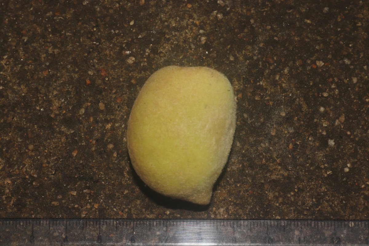 Prunus persica (L.) Batsch