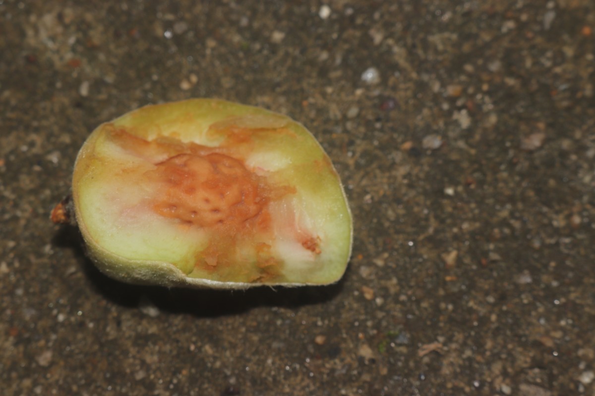 Prunus persica (L.) Batsch