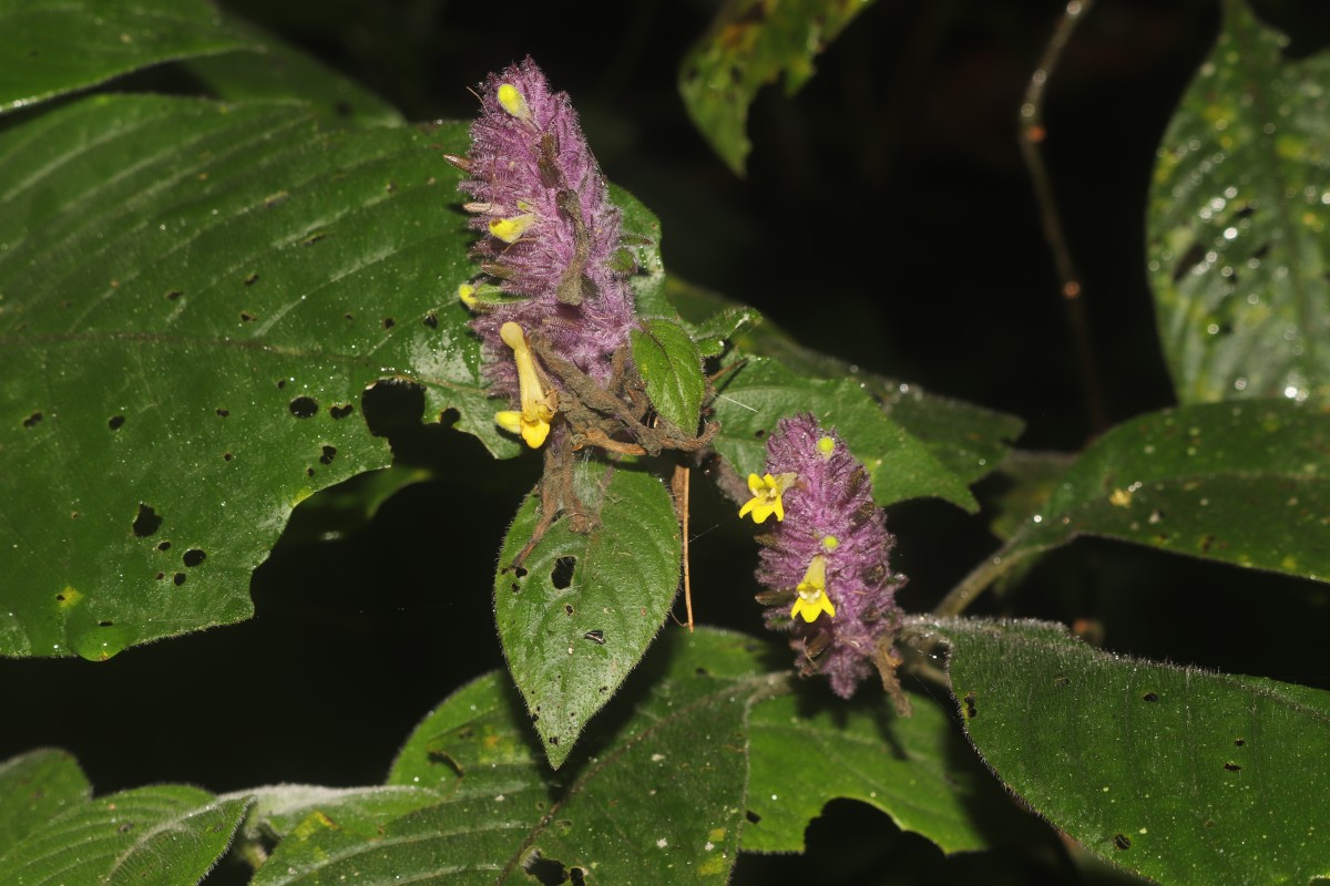 Gymnostachyum hirsutum T.Anderson