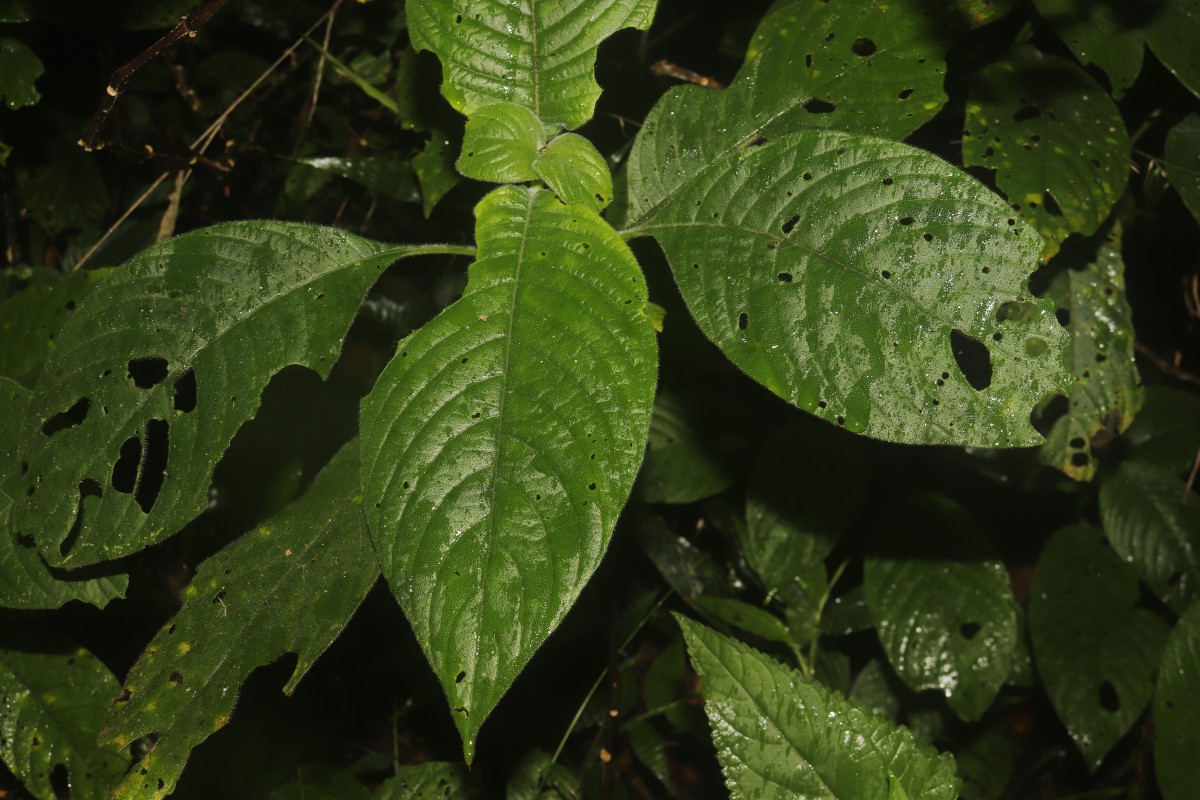Gymnostachyum hirsutum T.Anderson