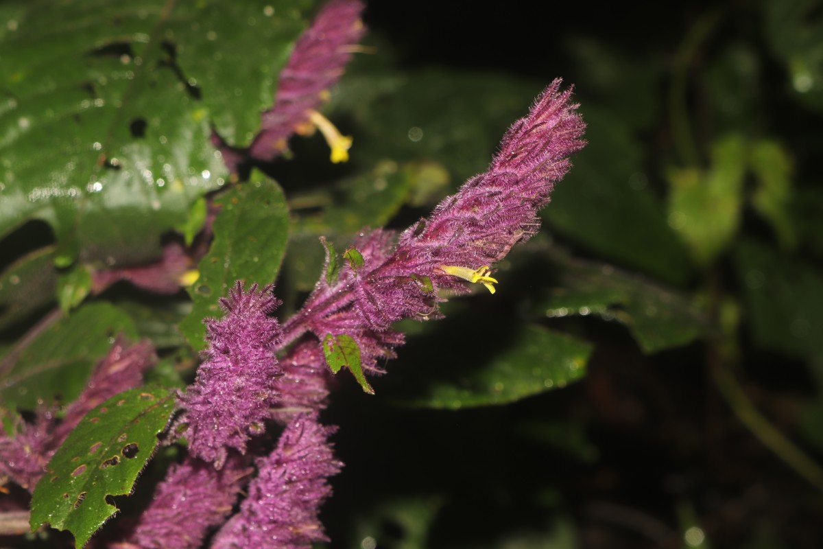 Gymnostachyum hirsutum T.Anderson
