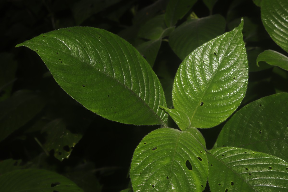 Gymnostachyum hirsutum T.Anderson
