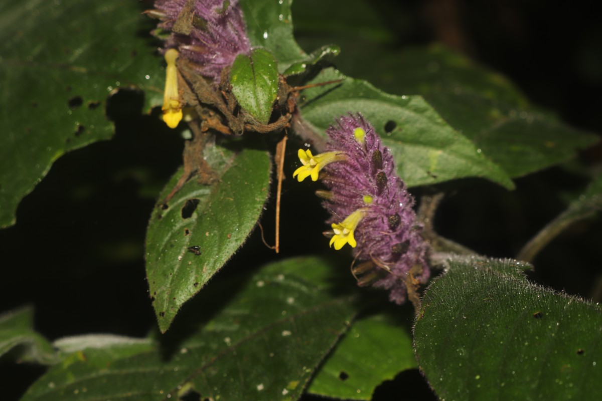 Gymnostachyum hirsutum T.Anderson