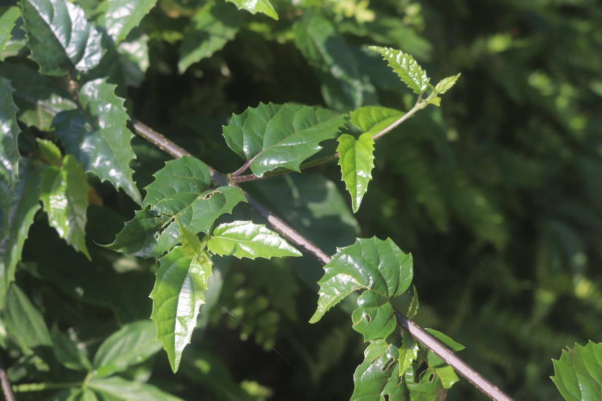 Premna procumbens Moon