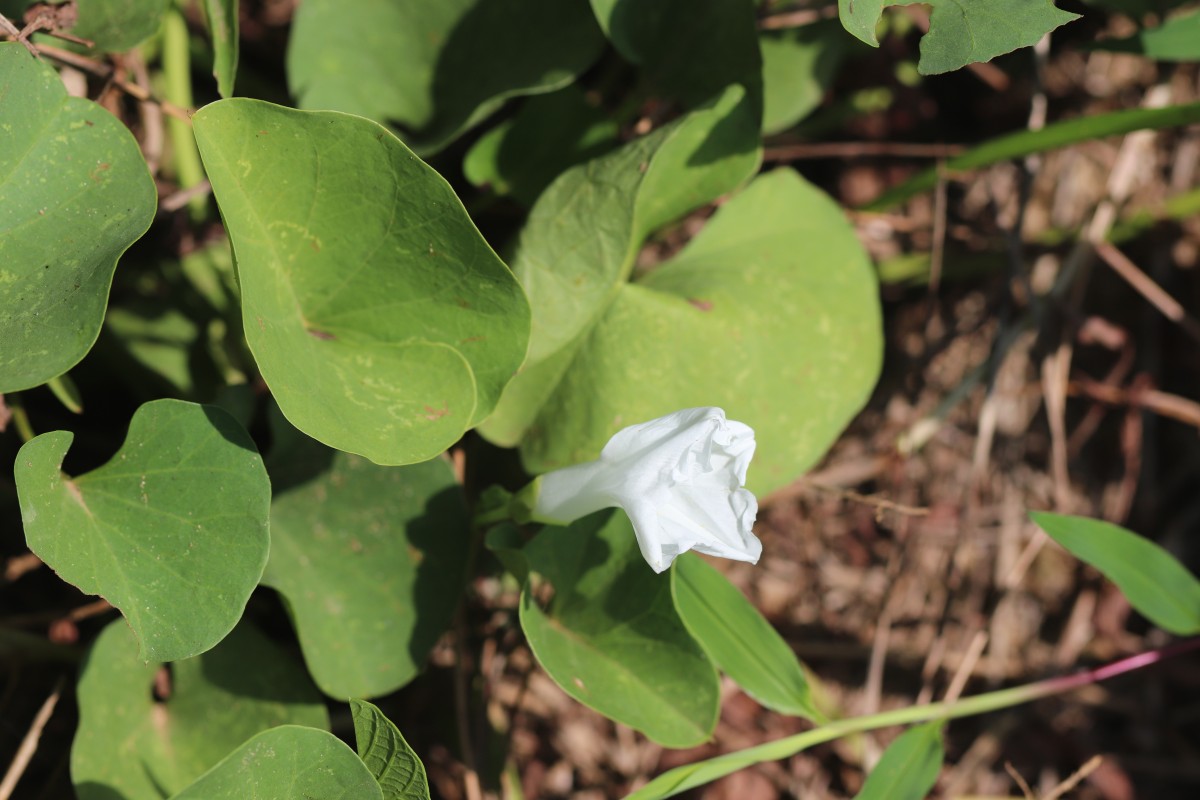 Ipomoea asarifolia (Desr.) Roem. & Schult.