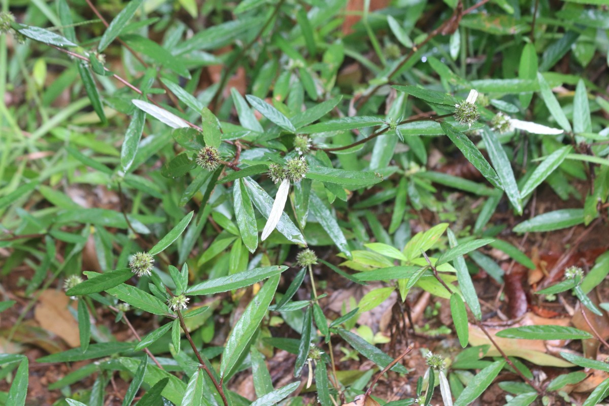 Rolandra fruticosa (L.) Kuntze