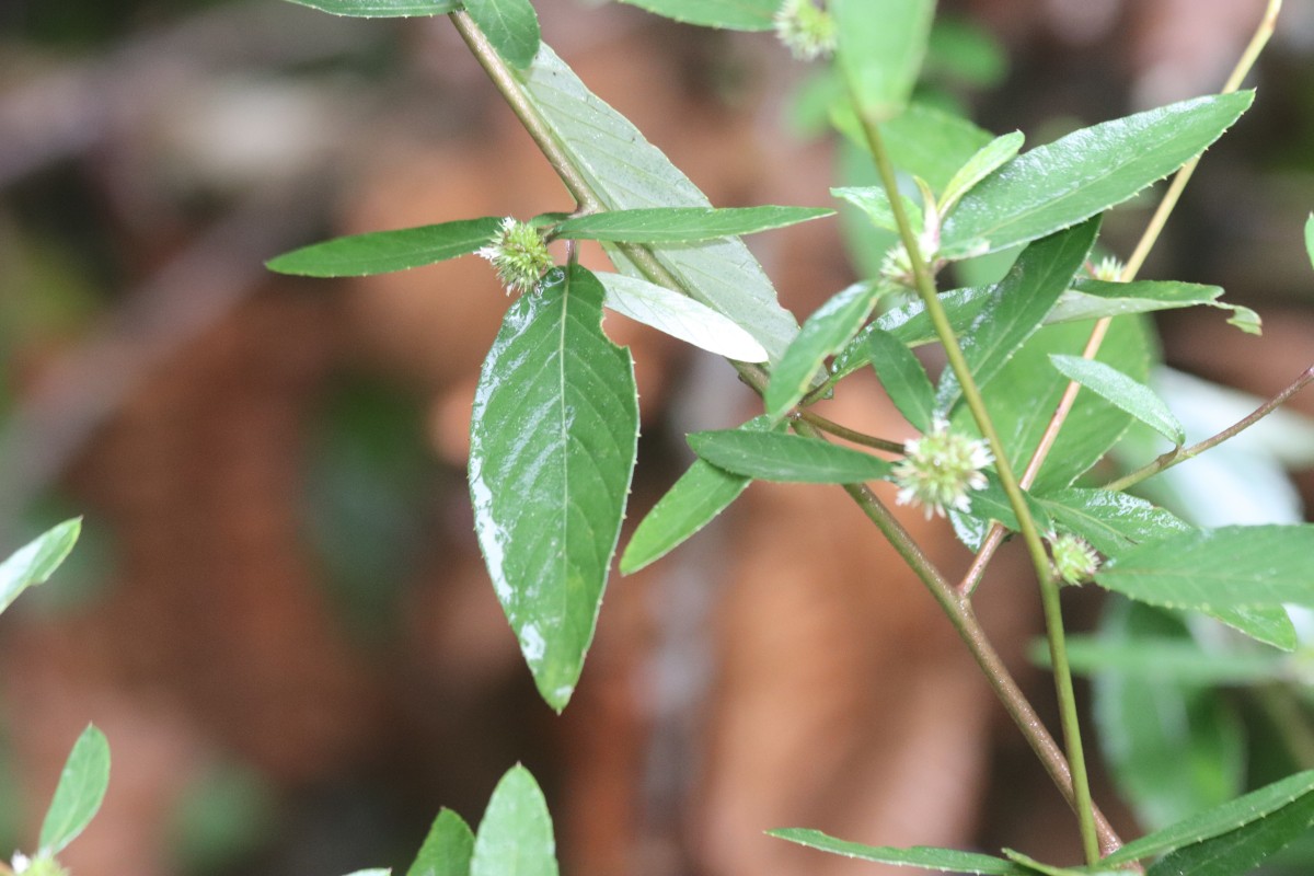 Rolandra fruticosa (L.) Kuntze