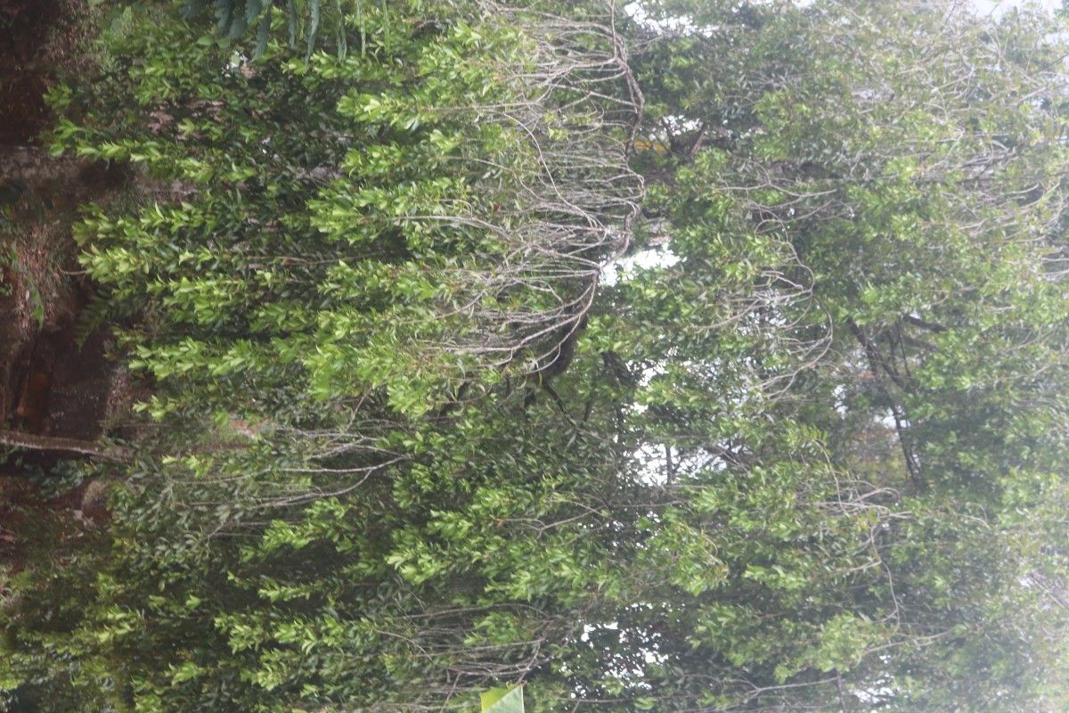 Calophyllum bracteatum Thwaites