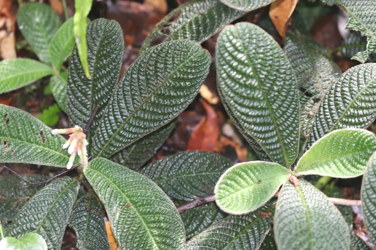 Acranthera ceylanica Arn. ex Meisn.