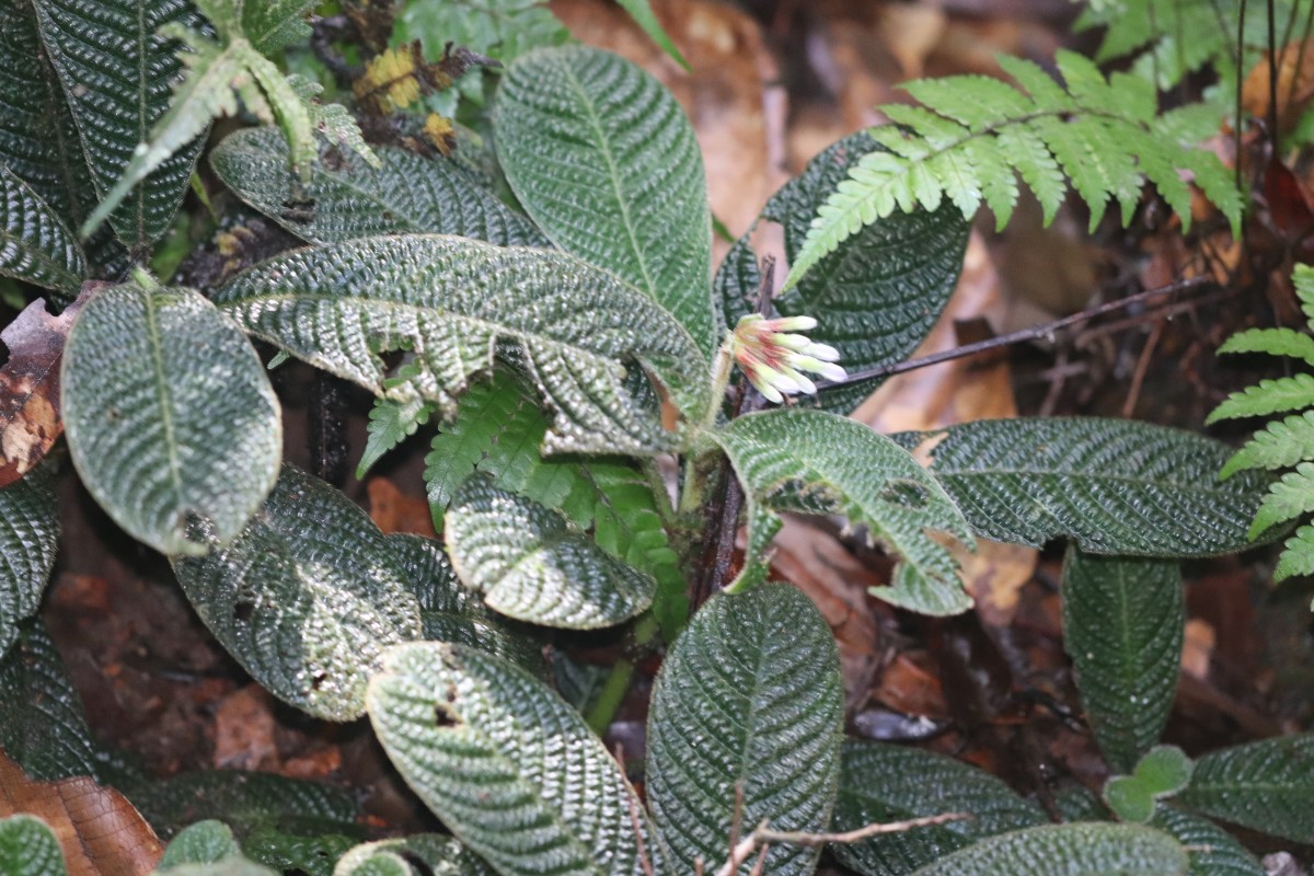 Acranthera ceylanica Arn. ex Meisn.