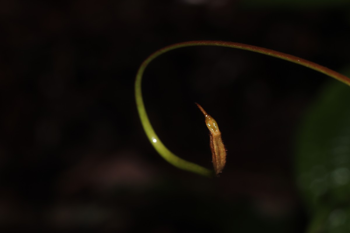 Nepenthes distillatoria L.