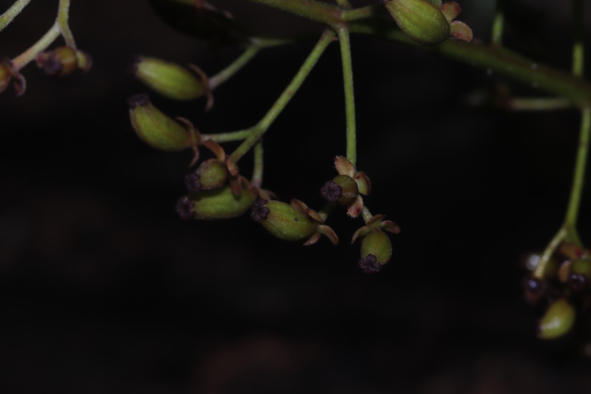 Nepenthes distillatoria L.
