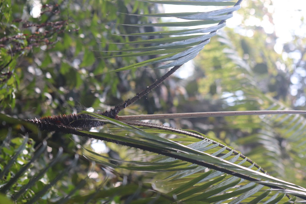 Calamus ovoideus Thwaites ex Trimen