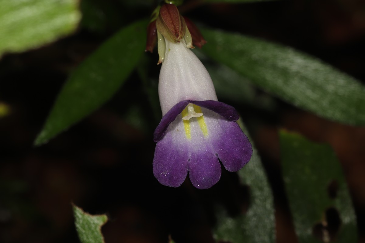 Henckelia angusta (C.B.Clarke) D.J.Middleton & Mich.Möller