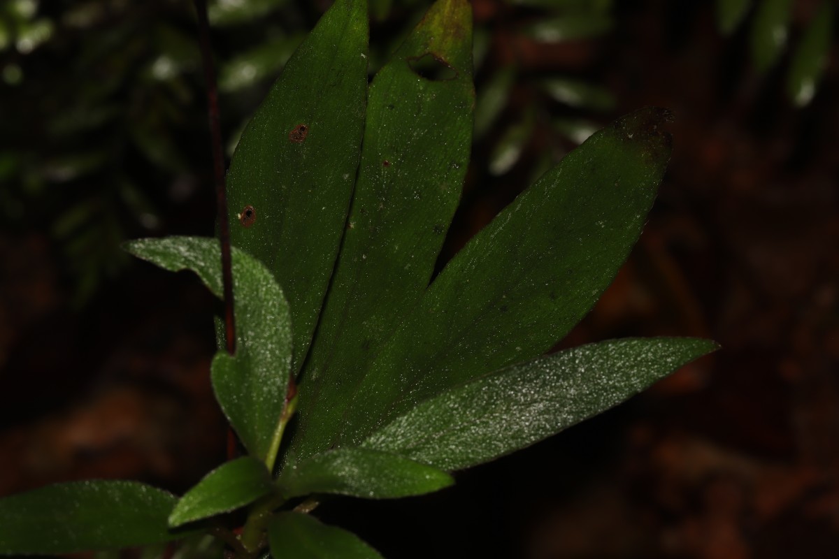 Henckelia angusta (C.B.Clarke) D.J.Middleton & Mich.Möller