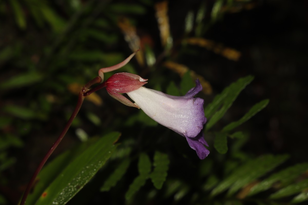 Henckelia angusta (C.B.Clarke) D.J.Middleton & Mich.Möller