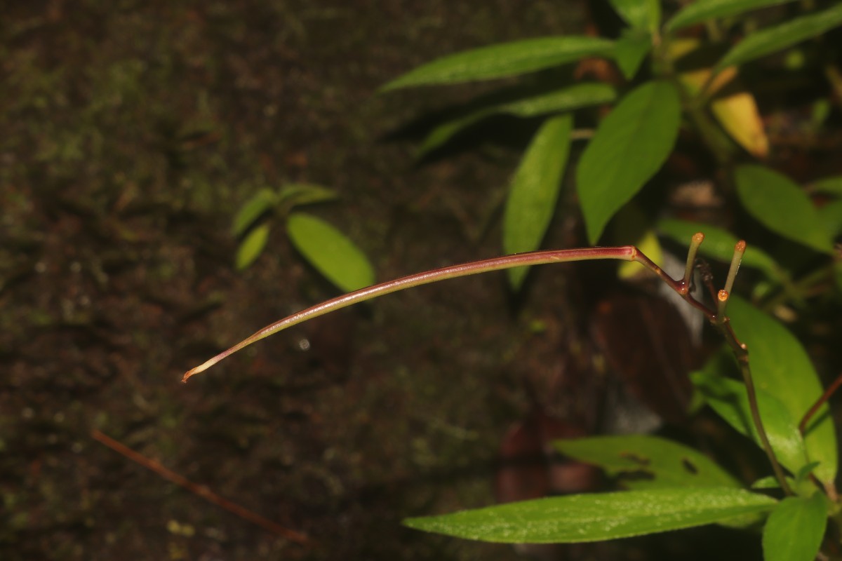 Henckelia angusta (C.B.Clarke) D.J.Middleton & Mich.Möller