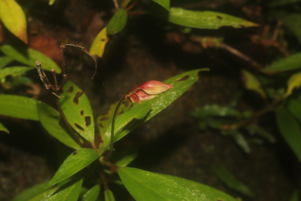 Henckelia angusta (C.B.Clarke) D.J.Middleton & Mich.Möller