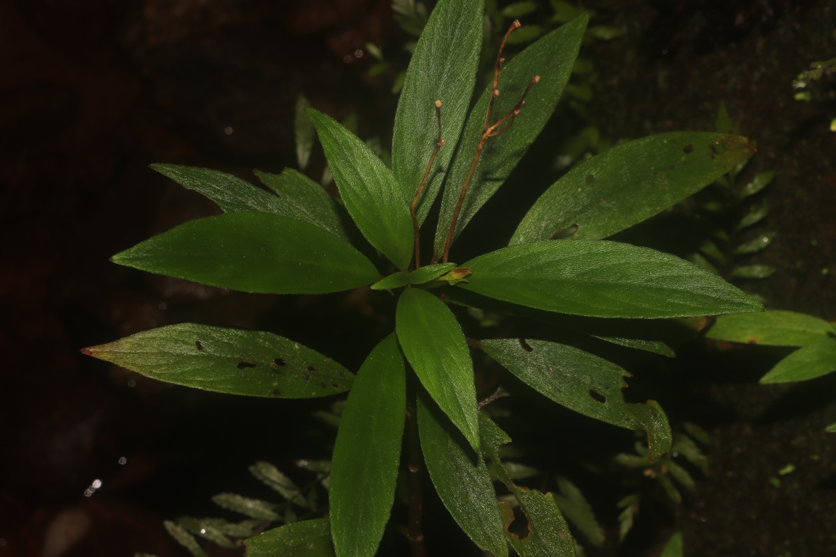 Henckelia angusta (C.B.Clarke) D.J.Middleton & Mich.Möller