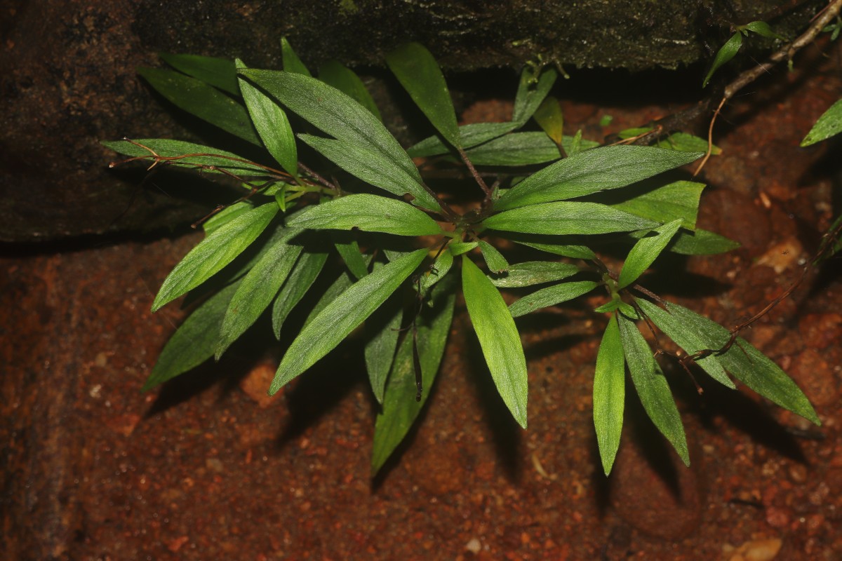 Henckelia angusta (C.B.Clarke) D.J.Middleton & Mich.Möller