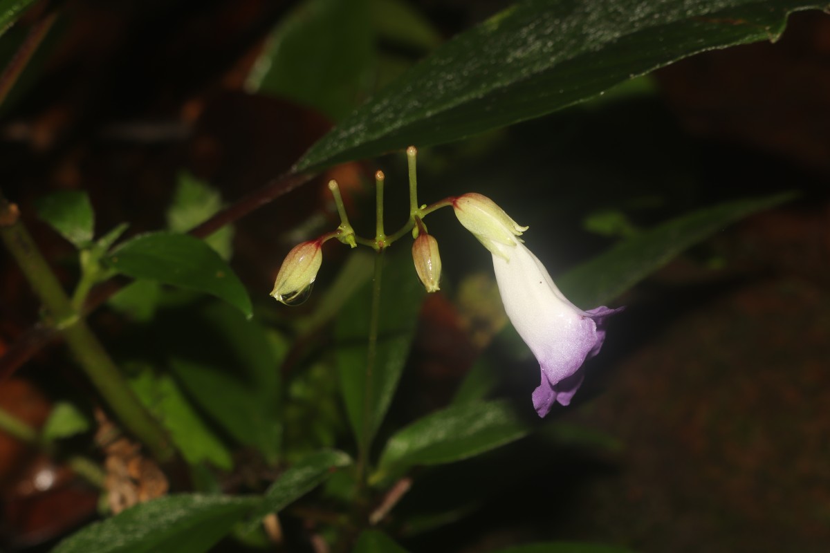 Henckelia angusta (C.B.Clarke) D.J.Middleton & Mich.Möller