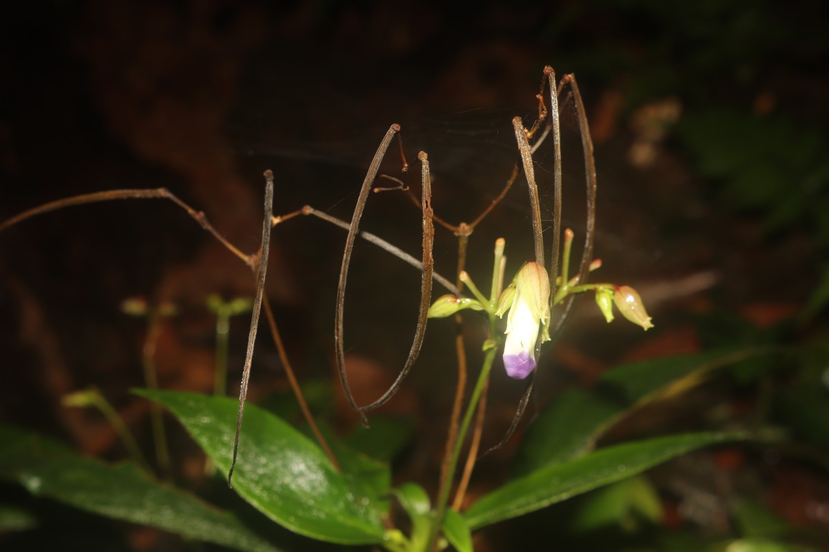 Henckelia angusta (C.B.Clarke) D.J.Middleton & Mich.Möller