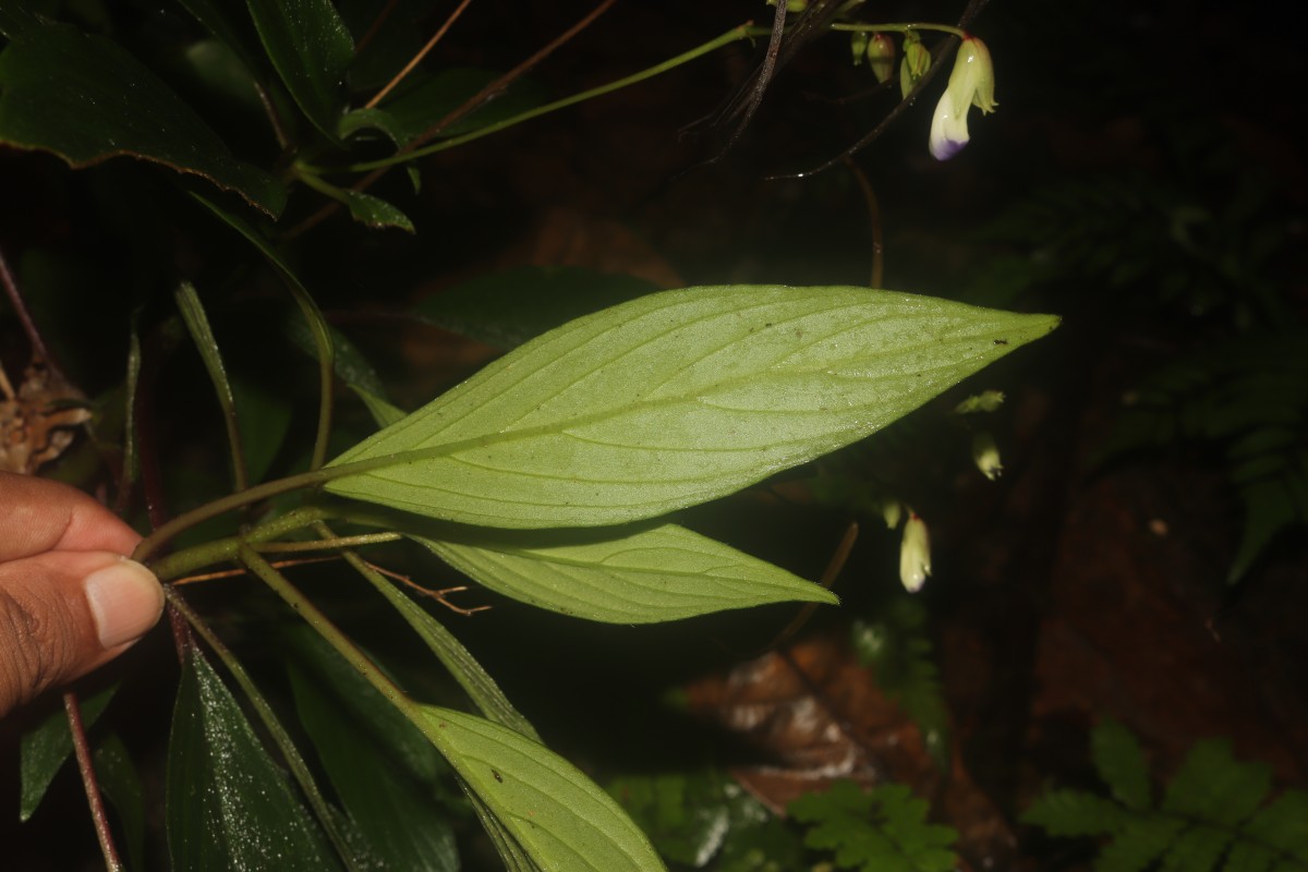 Henckelia angusta (C.B.Clarke) D.J.Middleton & Mich.Möller