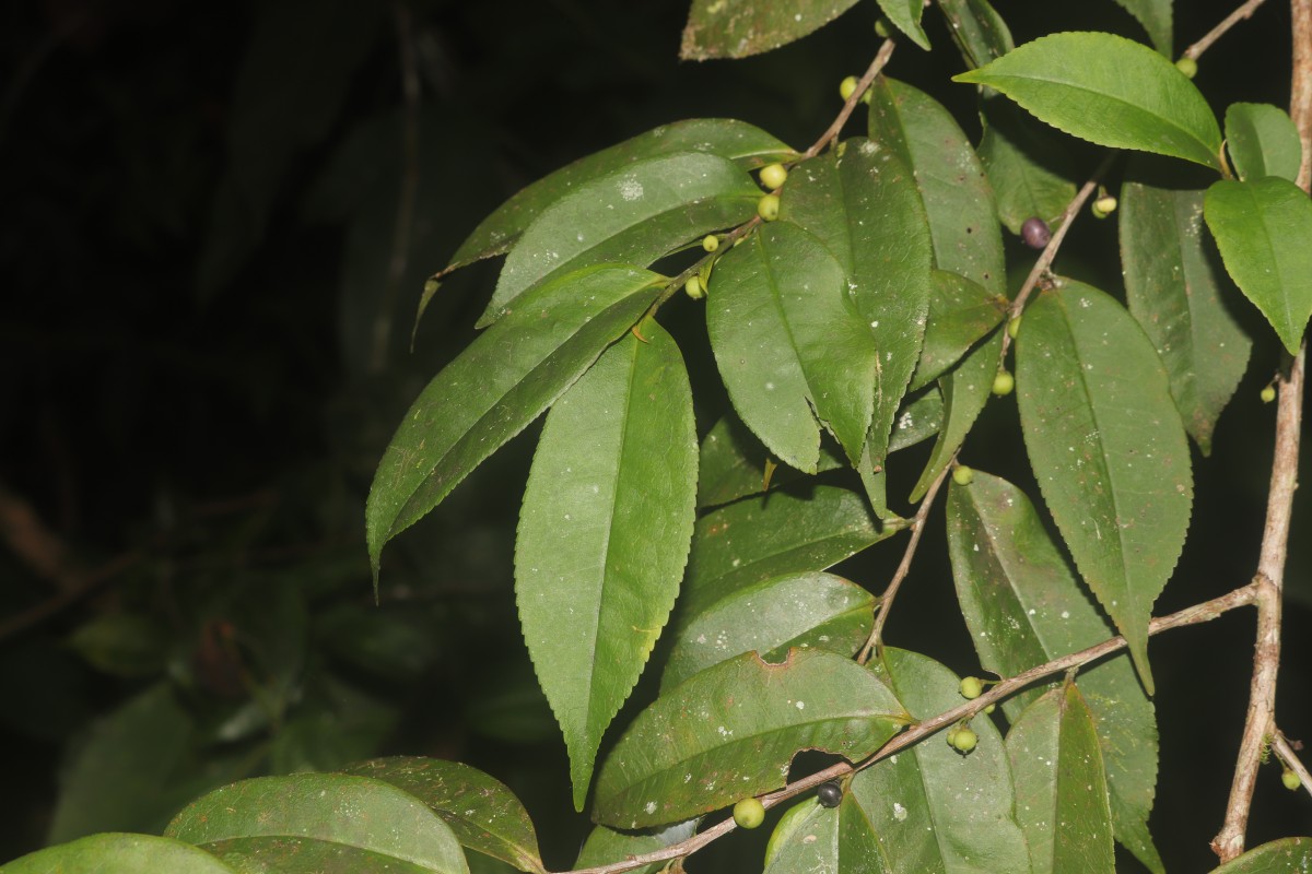 Eurya acuminata DC.