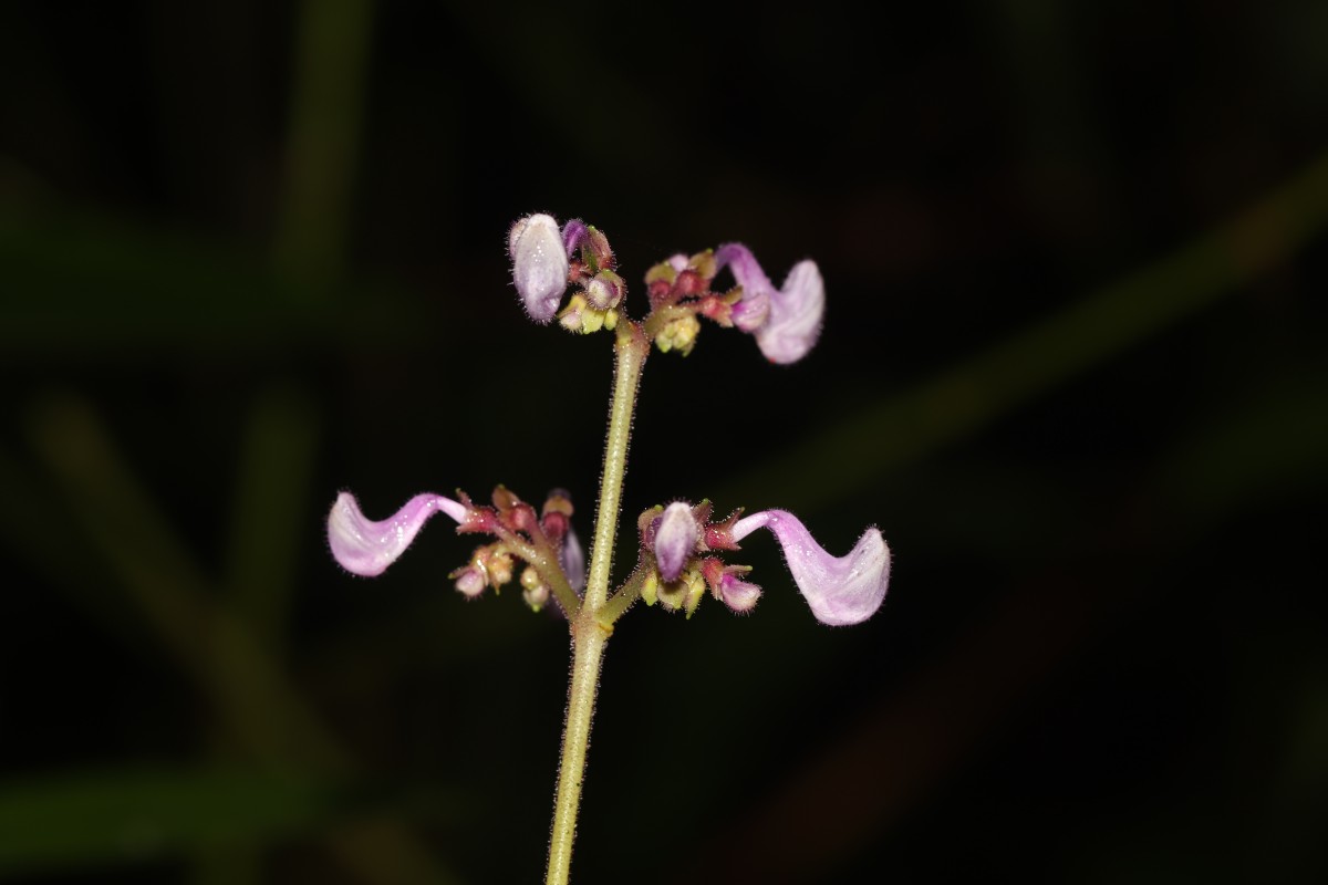 Coleus kanneliyensis L.H.Cramer & S. Balas.