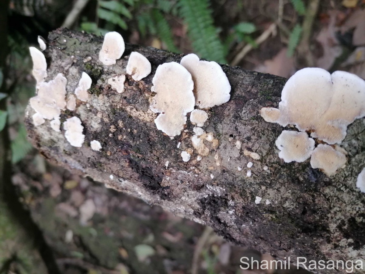 Earliella scabrosa (Pers.) Gilb. & Ryvarden 1985