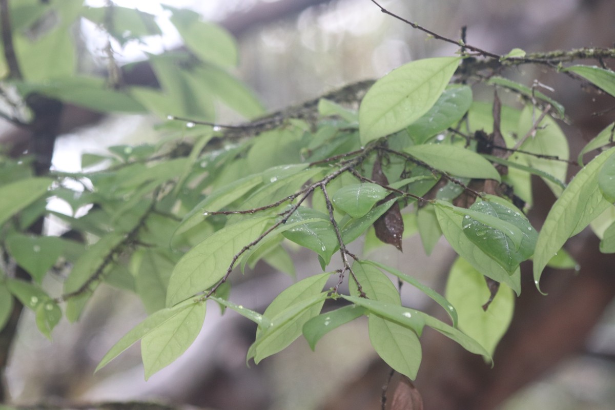 Margaritaria cyanosperma (Gaertn.) Airy Shaw
